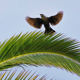 Brewer's Blackbird by Joe Fisher