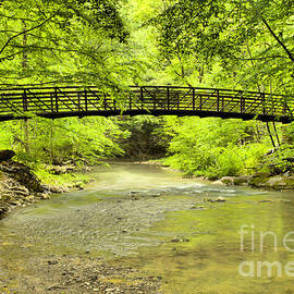 Bridge In The Duff Park Forest by Adam Jewell