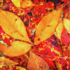 Bright Autumn Colors by Elvira Peretsman