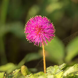 Bright Pink Spherical Flower by Debra Martz