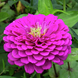 Bright zinnia by Brian Weber