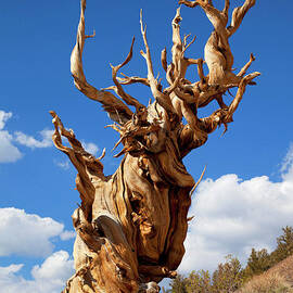 Bristlecone pine, Inyo national Forest, Bishop, California, USA by Neale And Judith Clark