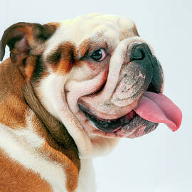 British Bulldog by Seeables Visual Arts