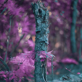 Broken Within The Wilderness by Gian Smith