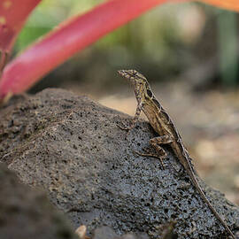 Brown Anole Female #5 by Nancy Gleason