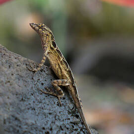 Brown Anole Female in a Garden by Nancy Gleason