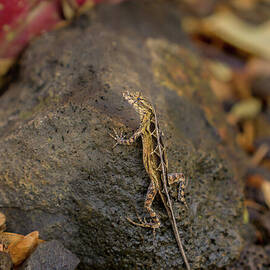 Brown Anole Female on Kauai by Nancy Gleason