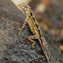 Brown Anole Female Portrait by Nancy Gleason
