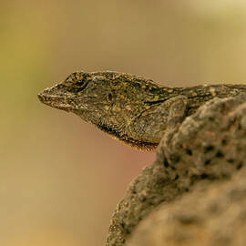 Brown Anole Portrait by Nancy Gleason