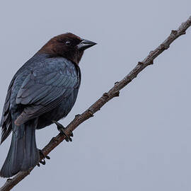 Brown-headed Cowbird Claims a Twig by Nancy Gleason
