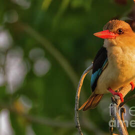 Brown Hooded Kingfisher at Sunrise by Natural Focal Point Photography