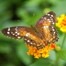 Brown Peacock Butterfly by Rona Black