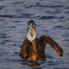 Brown Pelican Feeding by Susan Candelario