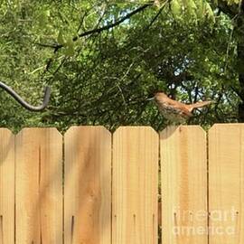 Brown Thrasher by Catherine Wilson
