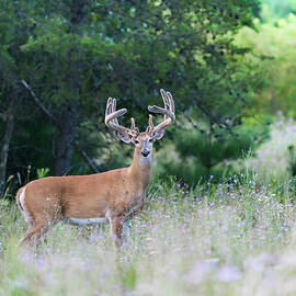 Buck Alley by James Overesch