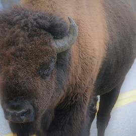 Buffalo Dream by Alden White Ballard