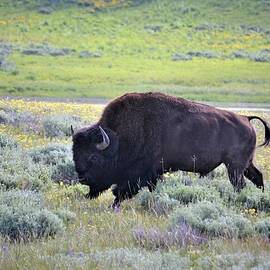 Buffalo in Spring by Alden White Ballard