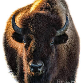 Buffalo by Olivier Le Queinec