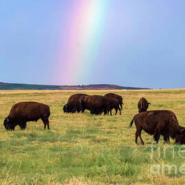 Buffalo Rainbow by Shirley Dutchkowski