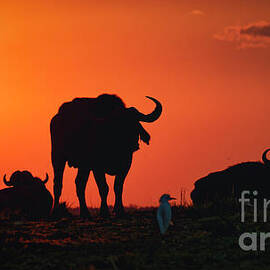 Buffalo Sunset on the Chobe River by Natural Focal Point Photography