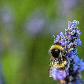 Bumble Bee Collecting Pollen on a Lavender Flower by Joanne Eastope