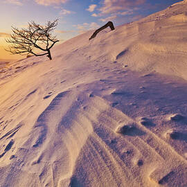 Buried tree in snow, Peak District, England by Neale And Judith Clark