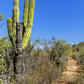 Burro Trail by Kelley King