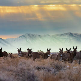 Burros and Rays by Mike Lee