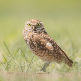 Burrowing Owl In South Dakota by Dan Sproul