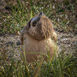 Burrowing Owl Yoga by Tim Lyden