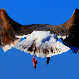 Business End by Joe Schofield