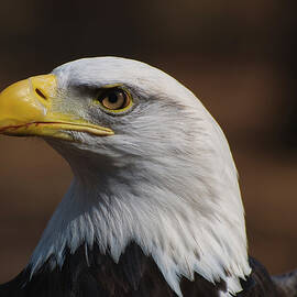 bust image of a Bald Eagle by Flees Photos