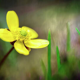Buttercup by Ursula Abresch