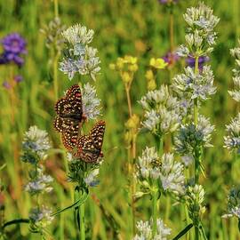 Butterflies in a Field of Wildflowers by Bruce Block