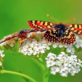 Butterflies on White Flowers by Bruce Block