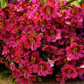 Butterfly Flowers by Deb Beausoleil