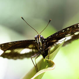 Butterfly  by Matt Halvorson