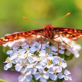 Butterfly on White Flowers by Bruce Block