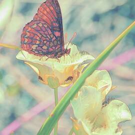 Butterfly Resting on a Flower by Bruce Block