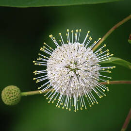 Buttonbush by Steven Sparks