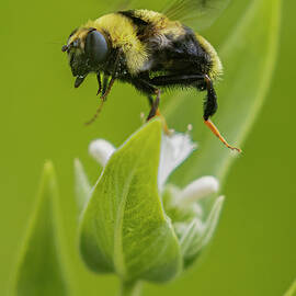 Buzz Buzz by Mike Lee