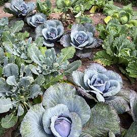 Cabbage Patch  by Mary Lee Dereske