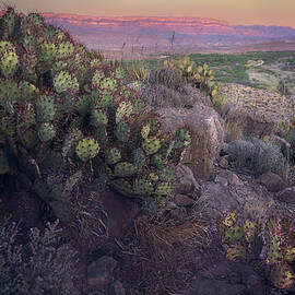 Cactarium by Slow Fuse Photography