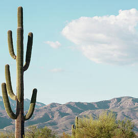 Cacti Cactus Collection - Saguaro Tucson by Philippe HUGONNARD