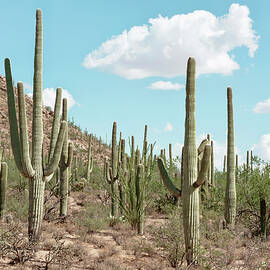 Cacti Cactus Collection - The Cacti by Philippe HUGONNARD