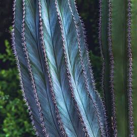 Cactus Swirls, Arizona - Vertical by Abbie Matthews