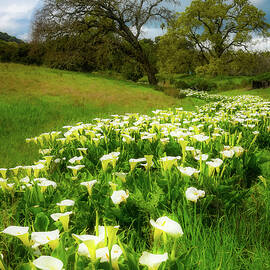 Cala Lilly River by Louis Raphael
