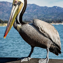 California Brown by Kelley King
