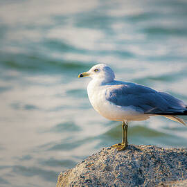 California Dreaming by Mike Lee