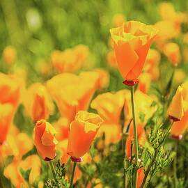 California Poppies by Rebecca Herranen